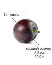 12 недель слива.jpg